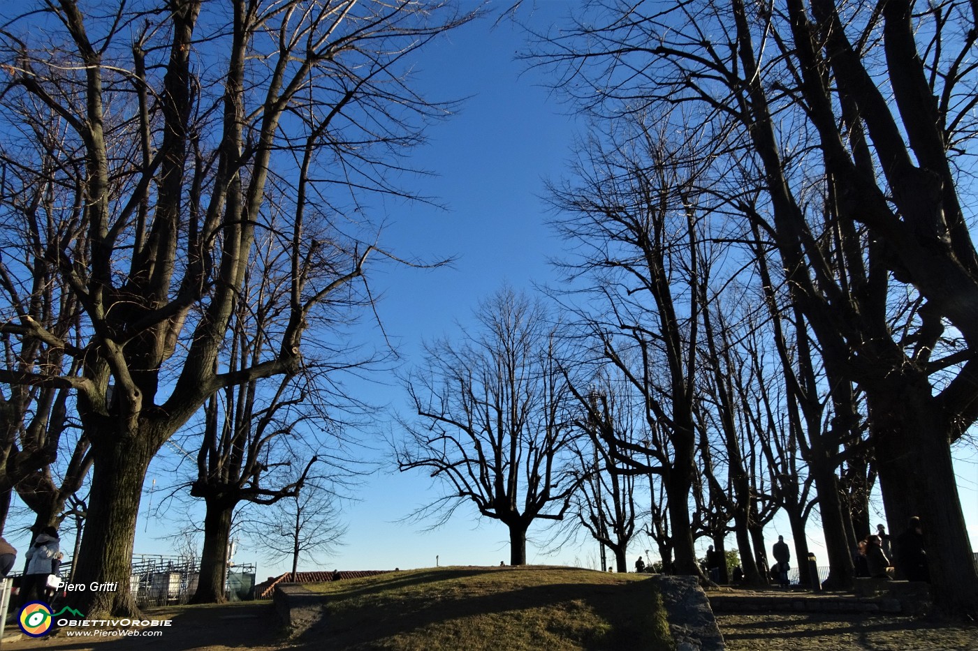 56 Piante secolari al Parco del Castello di San Vigilio.JPG